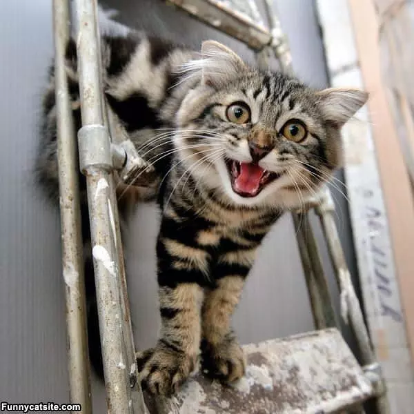 Meooooooow