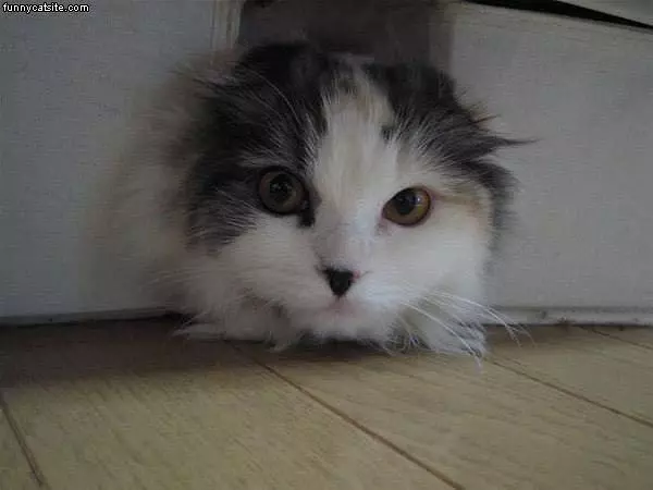 Cat Head Sticks Out