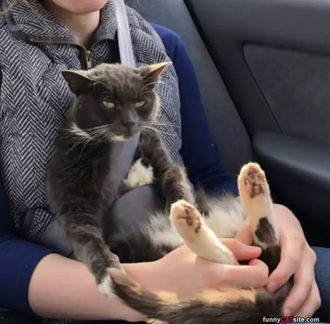 Keeping The Kitty Safe