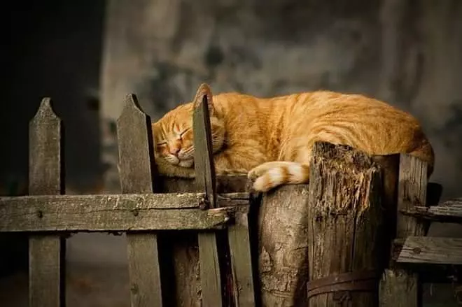 Found A Nice Place To Lay