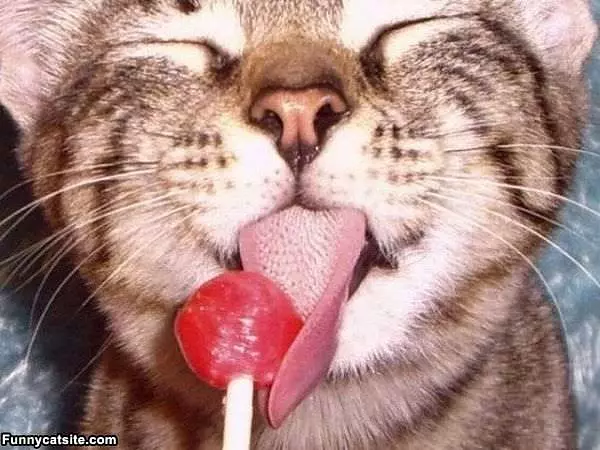 Licky