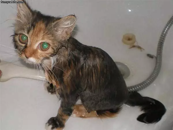 Wet Cat Is Pissed