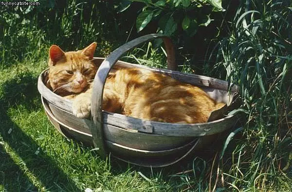 Picnic Cat