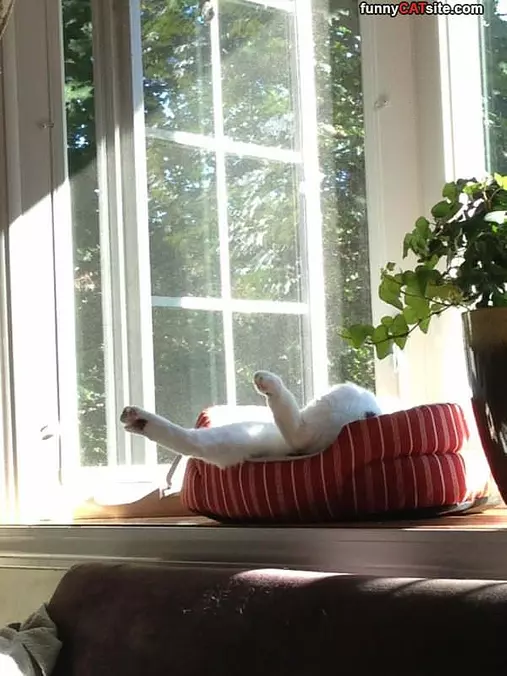 Enjoying The Sunny Day