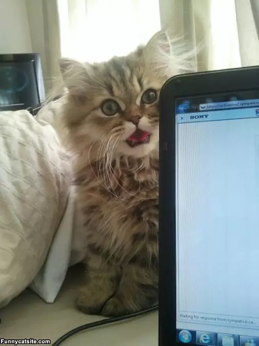 What Are You Looking At