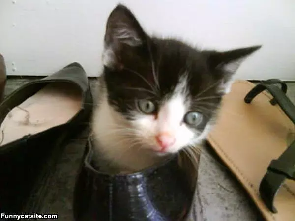 I Live In A Shoe