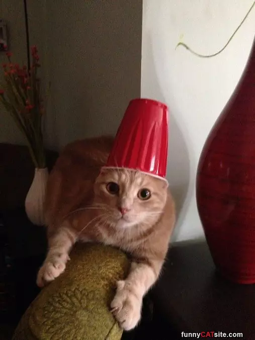 A Cat Hat