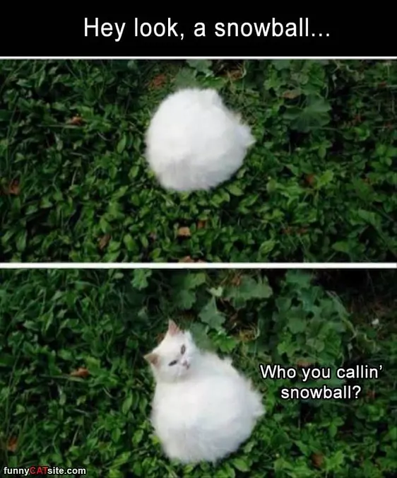 Look A Snowball