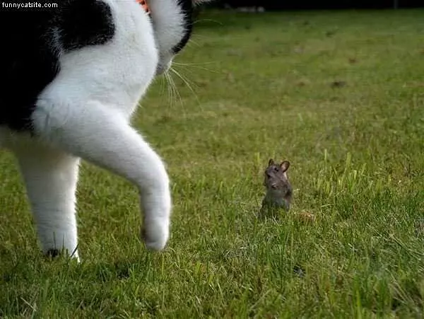 Cat Vs Mouse In Trouble