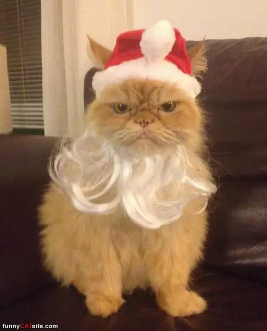 Santa Cat