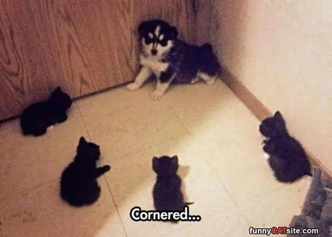 Cornered