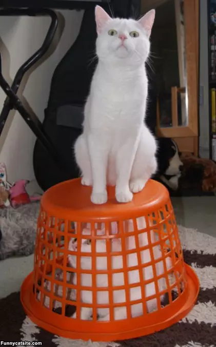Cat On Cat Trap