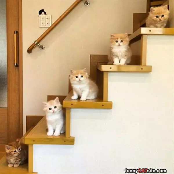 Step Up Kittens