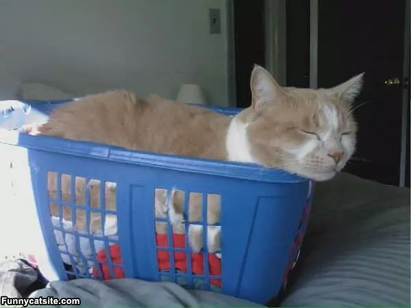 I Am Laundry