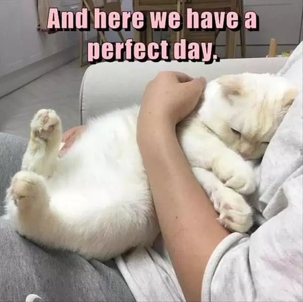 And Here We Have The Perfect Friend