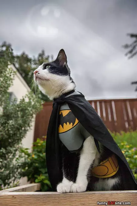 Batcat