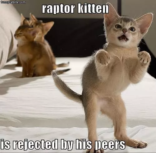 Raptor Kitten