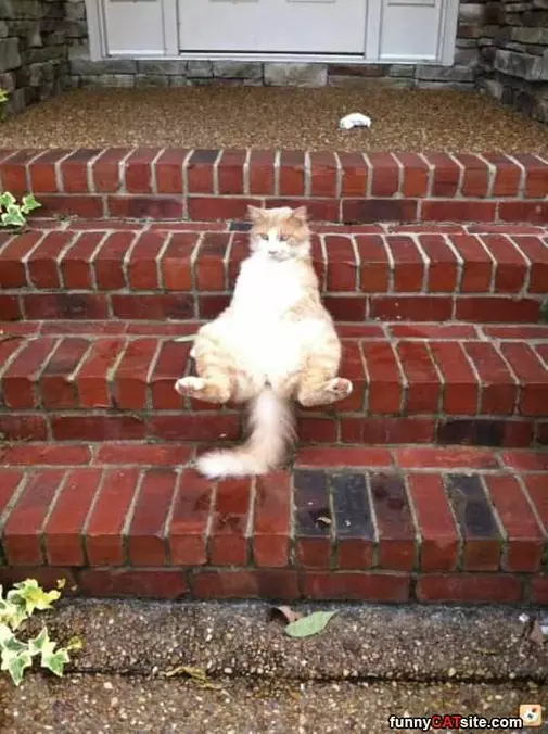 Cat Is So Chilled Out