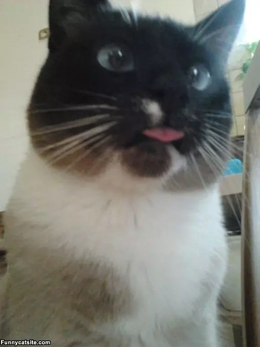 My Fun Cat Face