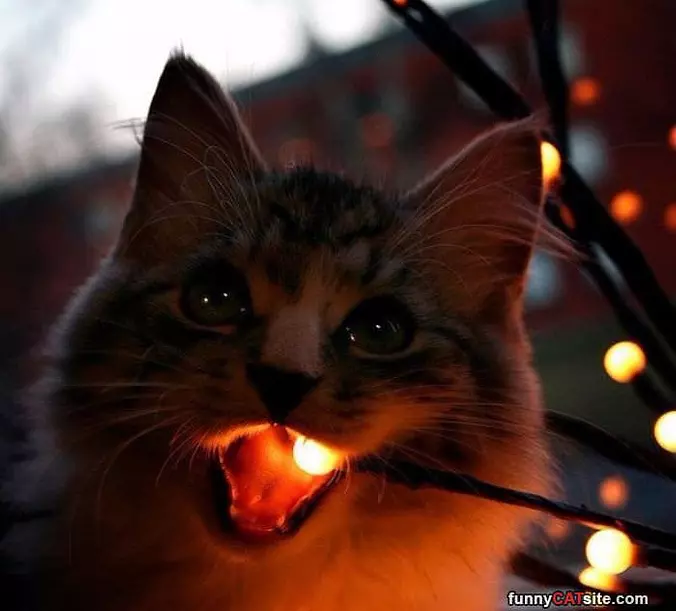 Nommm Onm Nom Light Bulb
