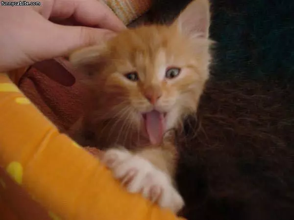 One Happy Cat