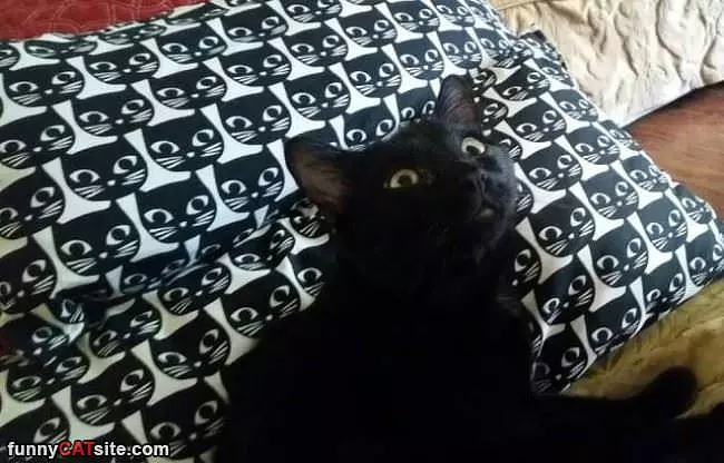 Cat On Cat On Cat