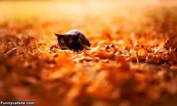 That Leaf Moved