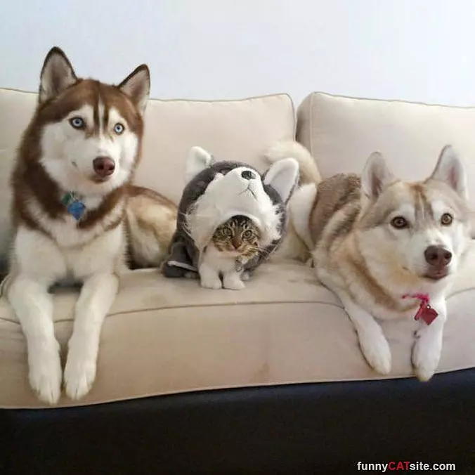In Disguise