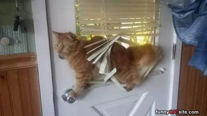 Hey Can You Let Me Out