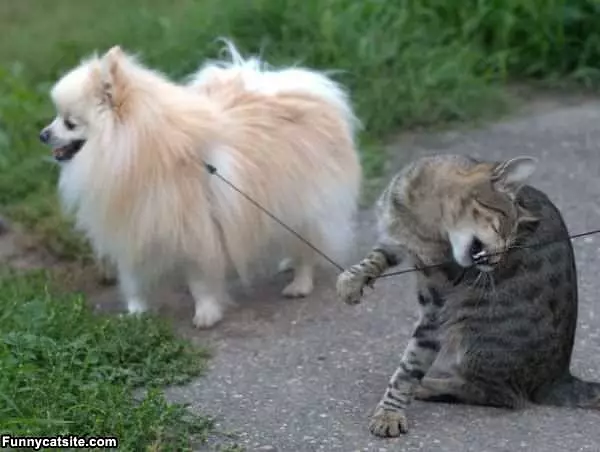 I Will Rescue You