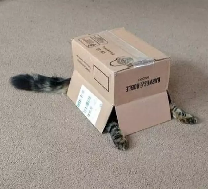 Tank Cat