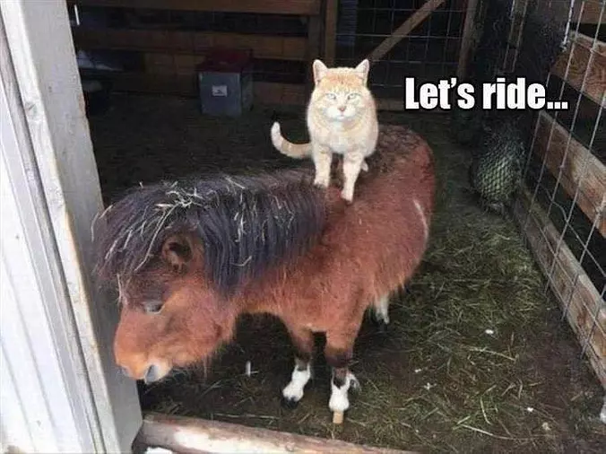 Lets Ride