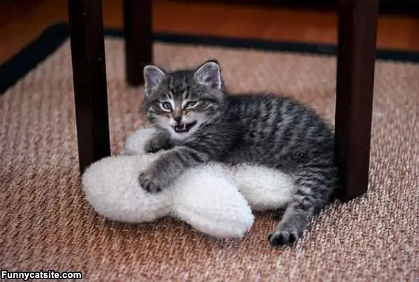 Pirate Kitten