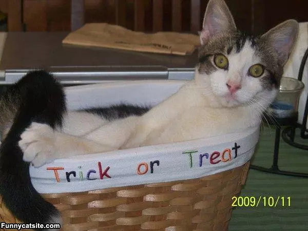 Trick Or Treat