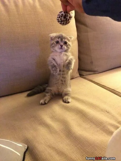Yes I Wants That