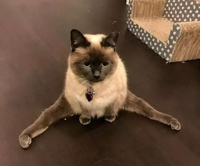 Meow