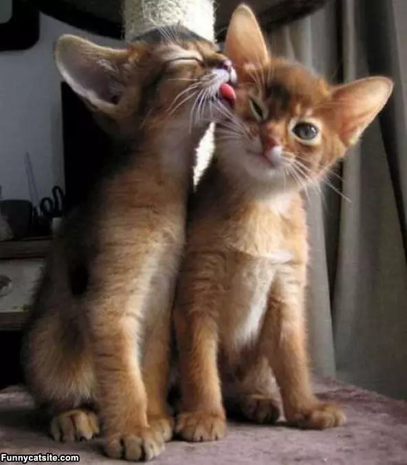 Let Me Get That For You