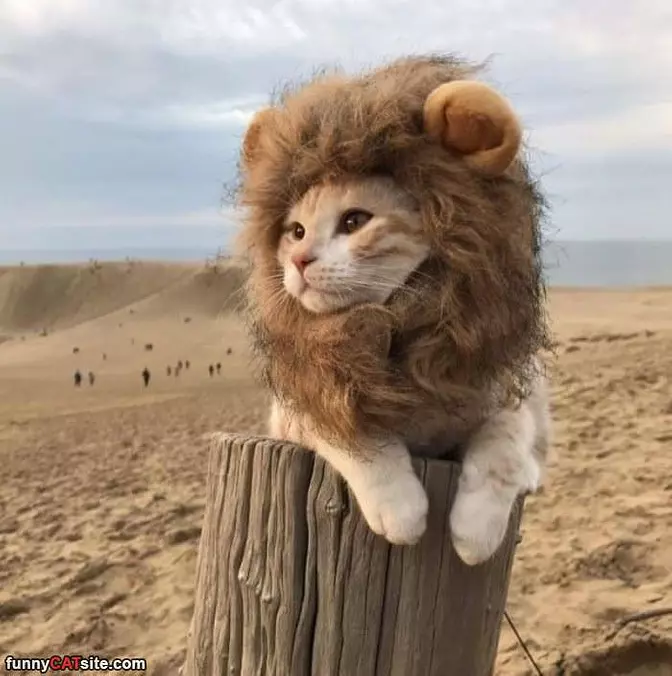The Lion Cat