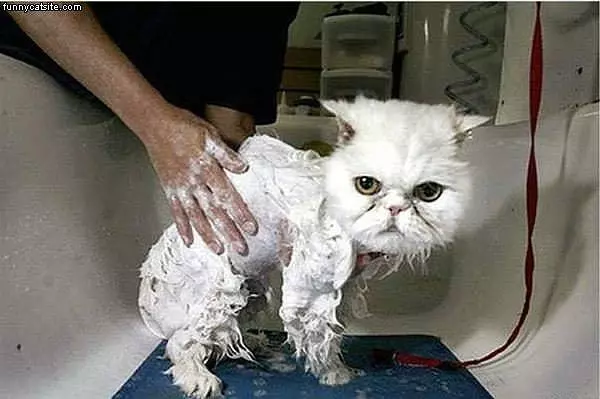 Wet And Mad