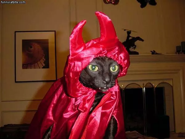 Devil Cat