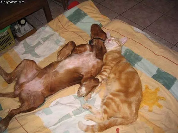 Sleeping With The Enemy