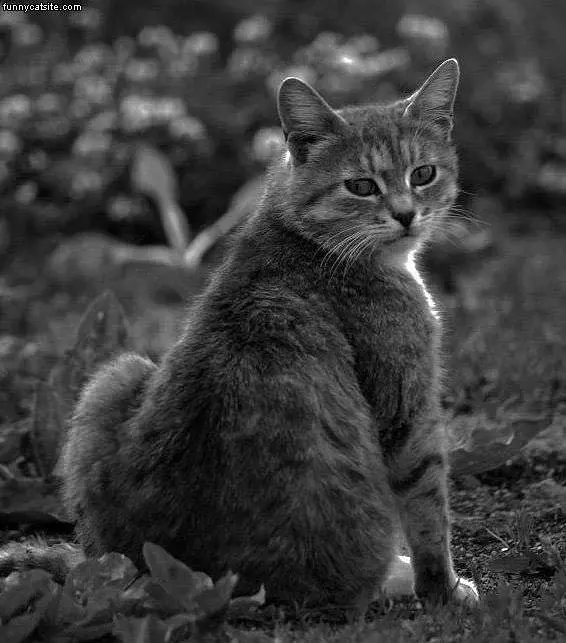 Black And White Kitty