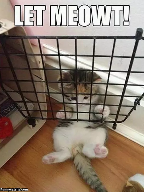 Let Meowt