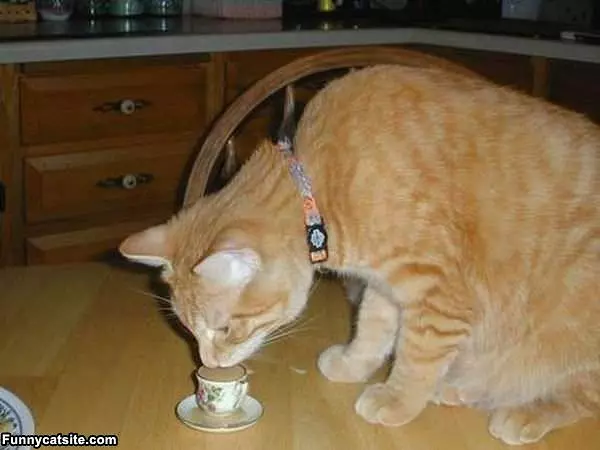 Some Tea