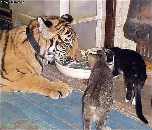 Sharing