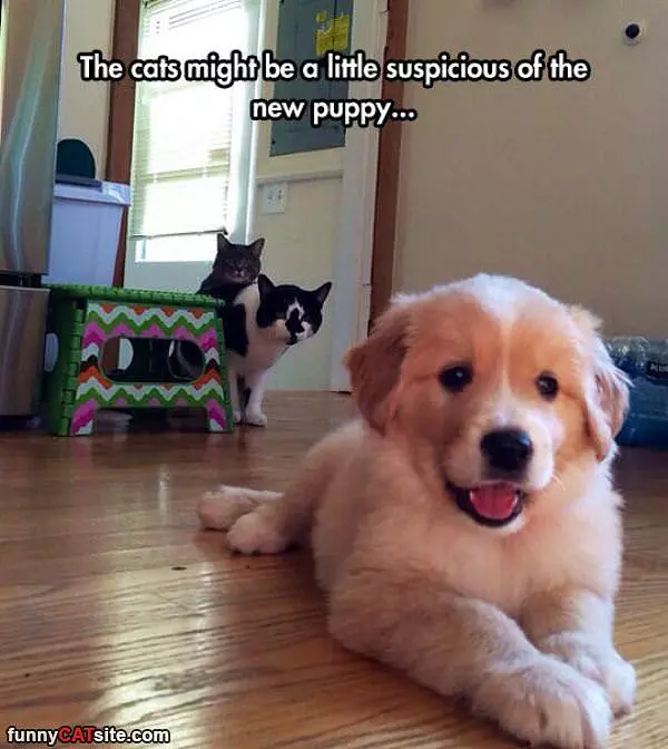 Suspicious