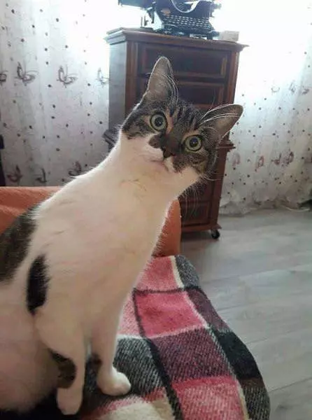 Hey Wanna Netflix