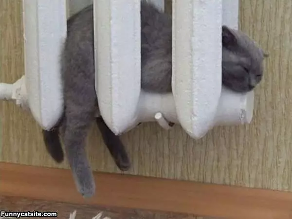 This Cat Likes The Warm