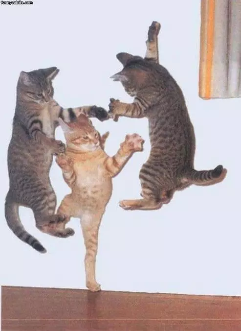 Incredible Dancing Cats