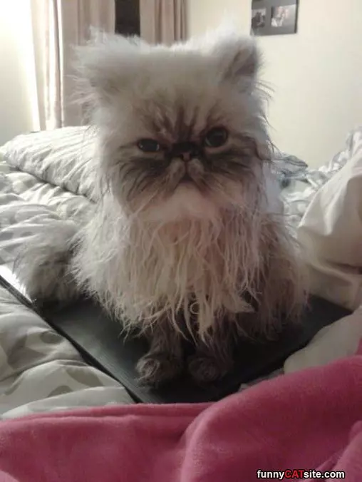 A Little Scruffy